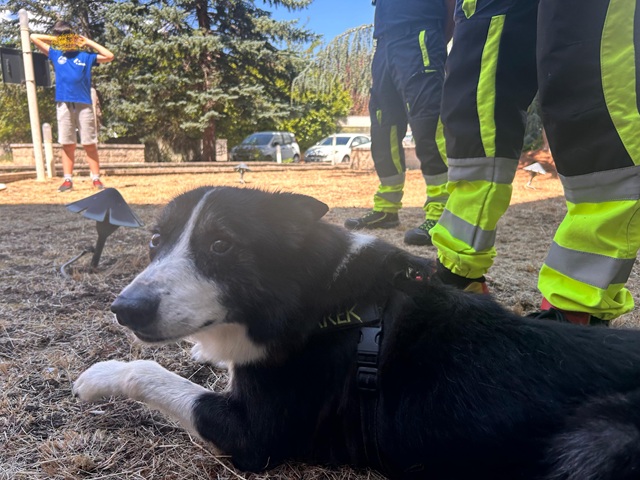 Arek, il Border Collie eroe tra i bambini: all’Aquila una giornata della campagna “Anche io sono protezione civile”